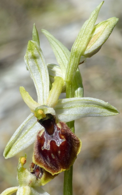 Ophrys precoci nellAbruzzo sud orientale 2022